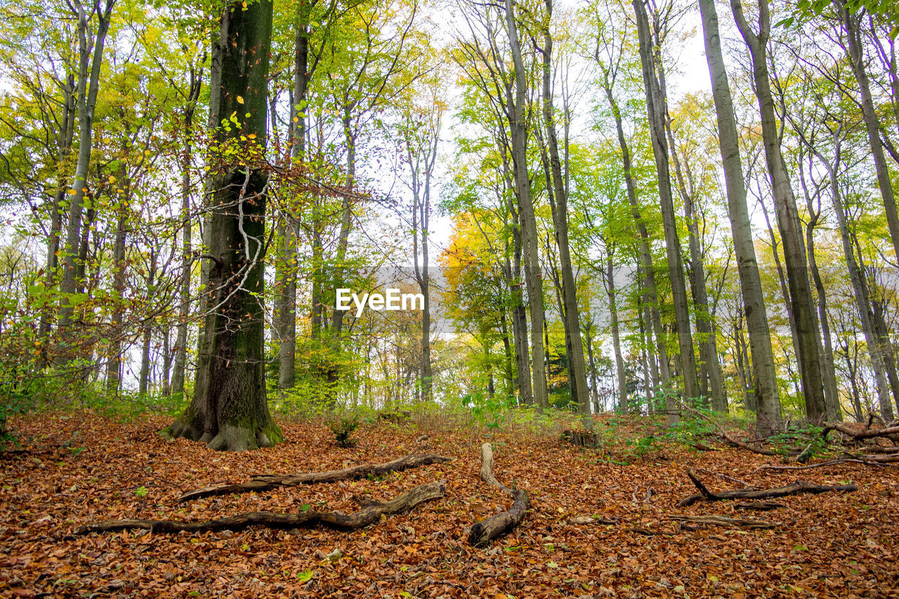 Trees in forest during autumn