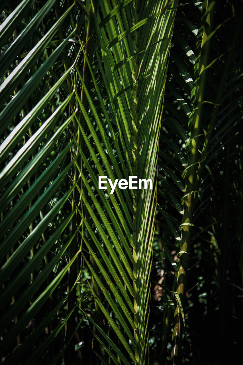 Pattern and texture of palm leaves on background