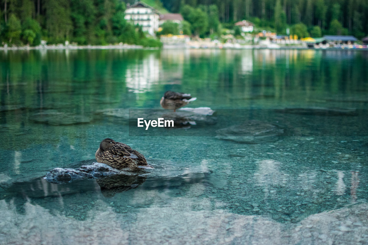 DUCK SWIMMING IN LAKE