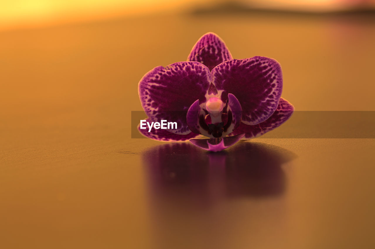 Close-up of purple flower on table