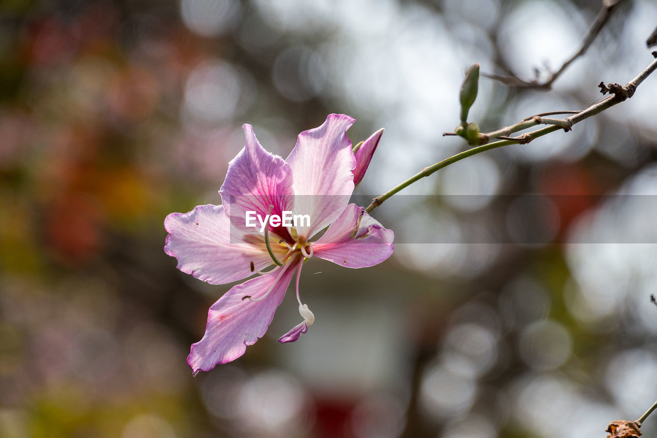 Close-up of pink bauhinia flower