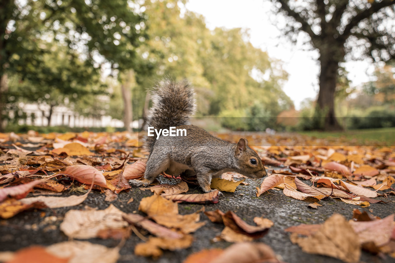 Little squirrel searching for food amongst autumn leaves on ground