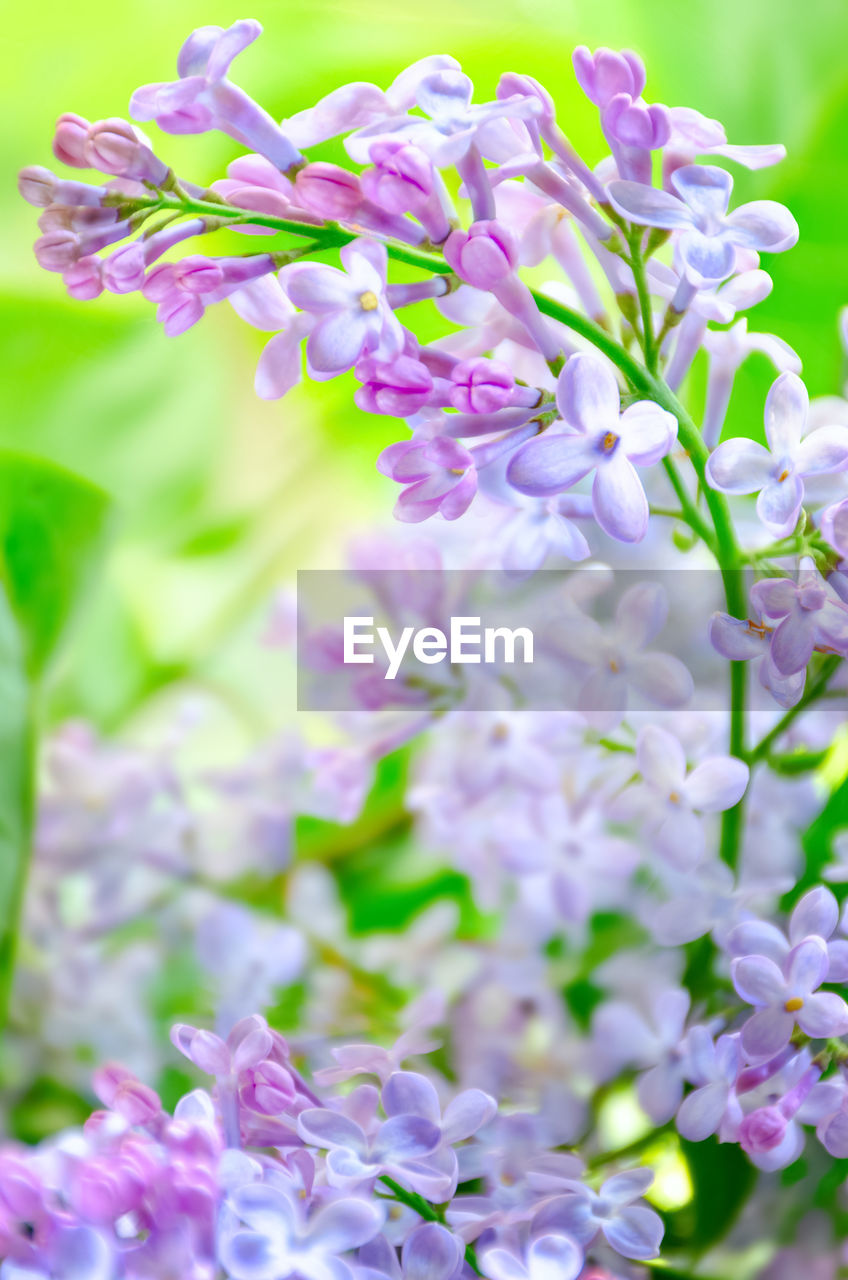 Springtime bunch of lilac blossom in sunny garden. blooming flowers on branch close-up.