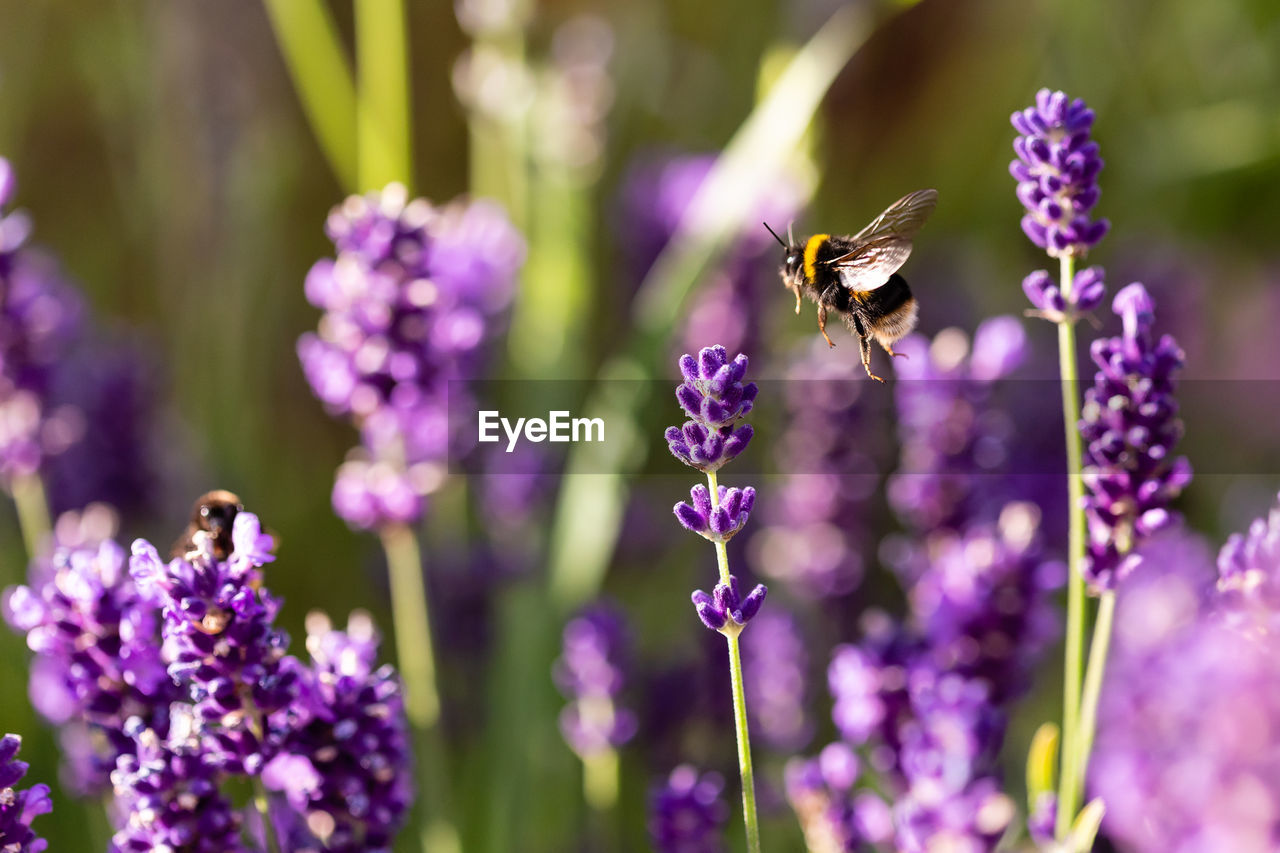 BEE POLLINATING ON FLOWER