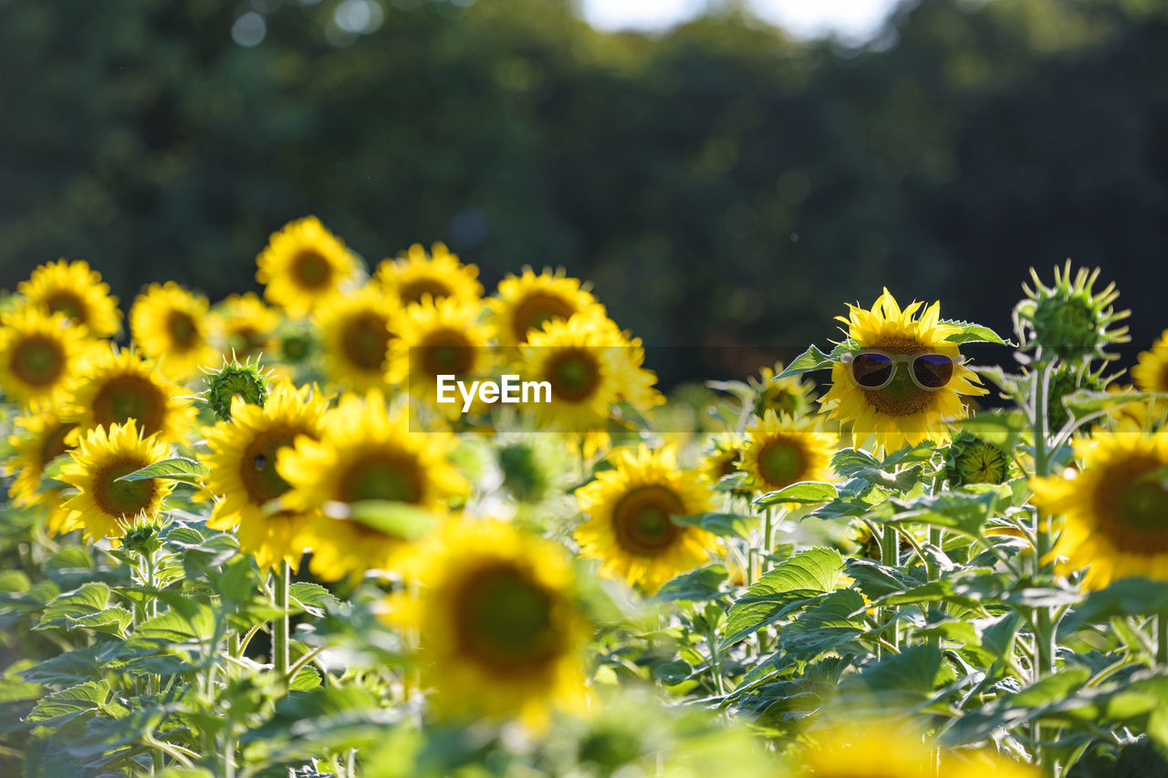 Close-up of sunflowers on field