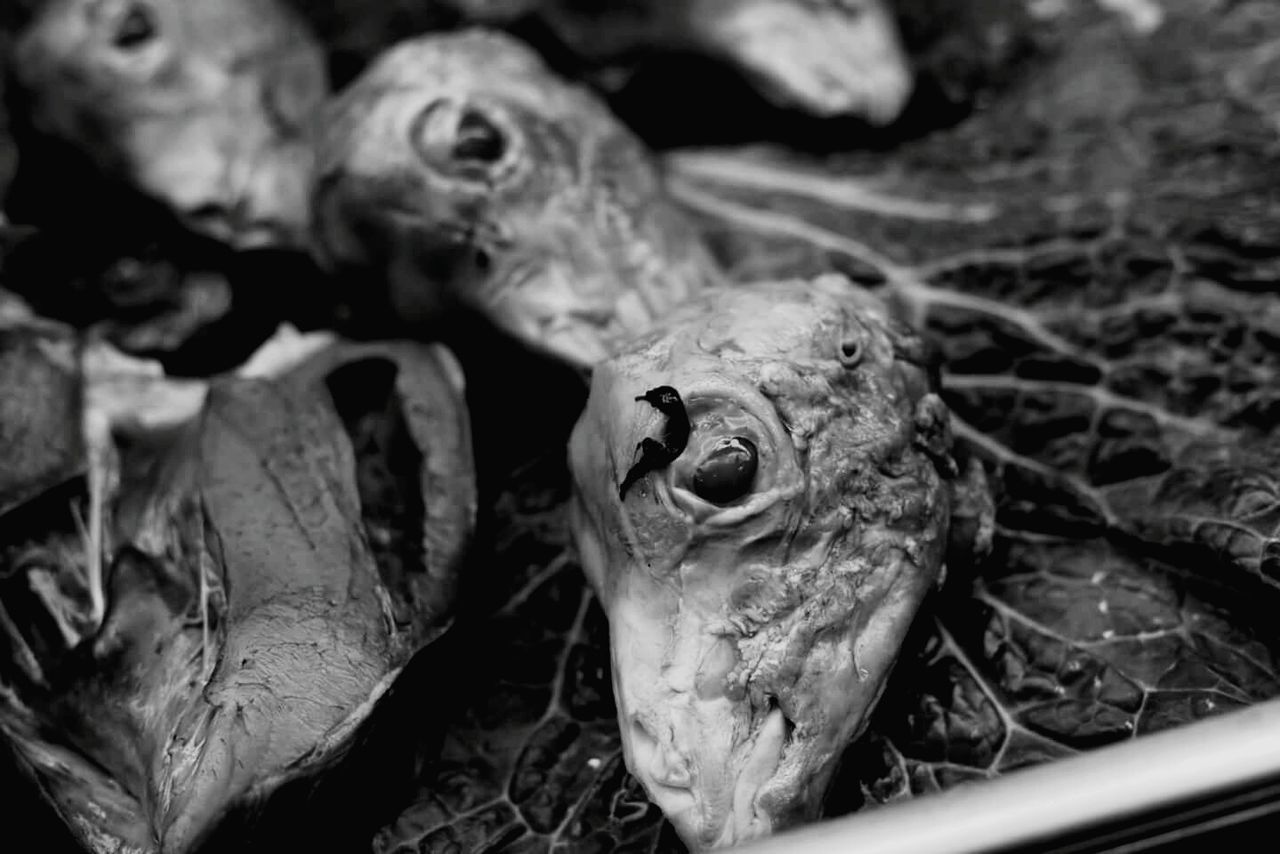 Close-up of animal skull