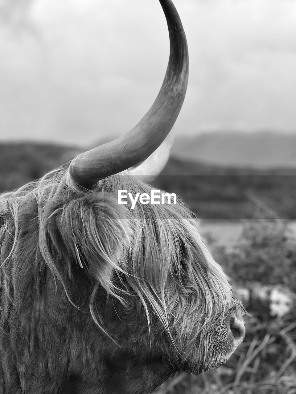 Highland cow