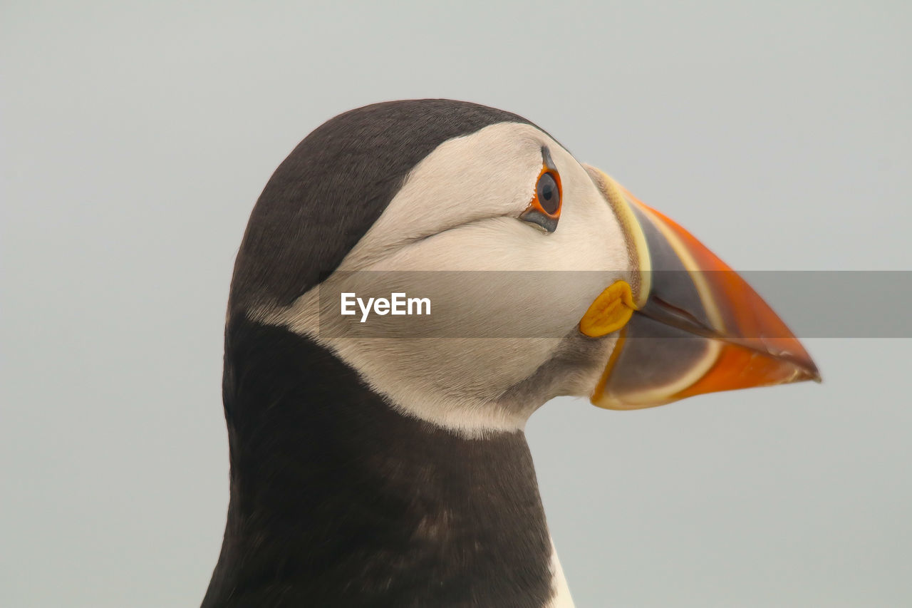 CLOSE-UP OF A BIRD LOOKING AWAY