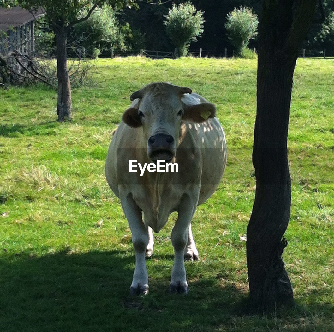 PORTRAIT OF COW STANDING ON GRASSY FIELD