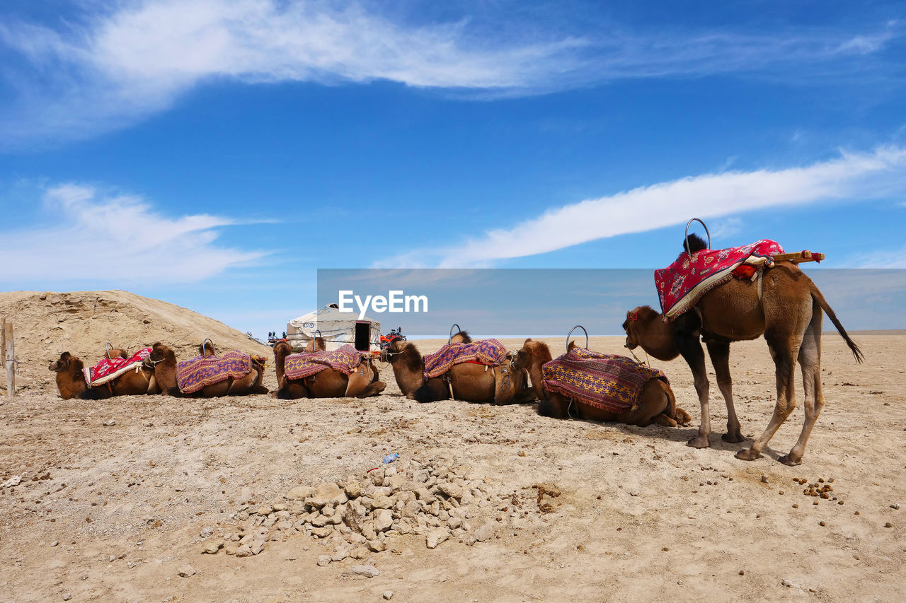 PANORAMIC VIEW OF HORSE ON SAND