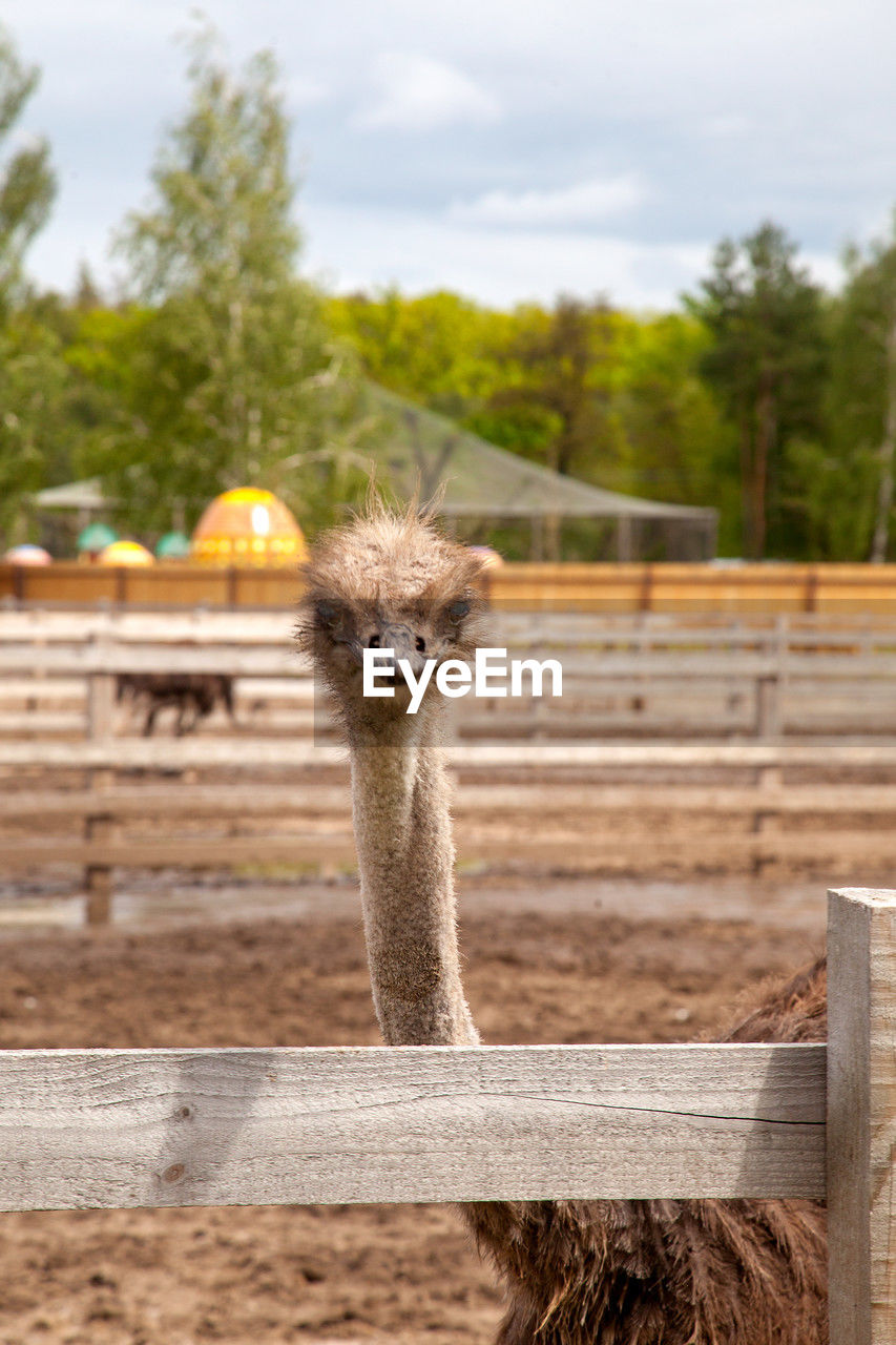 ostrich, animal themes, animal, one animal, ratite, wildlife, animal wildlife, mammal, nature, fence, bird, day, domestic animals, focus on foreground, no people, portrait, plant, tree, pet, sky, outdoors, animal body part, looking at camera, farm, livestock, zoo, agriculture, landscape, close-up, standing, wood, animal head