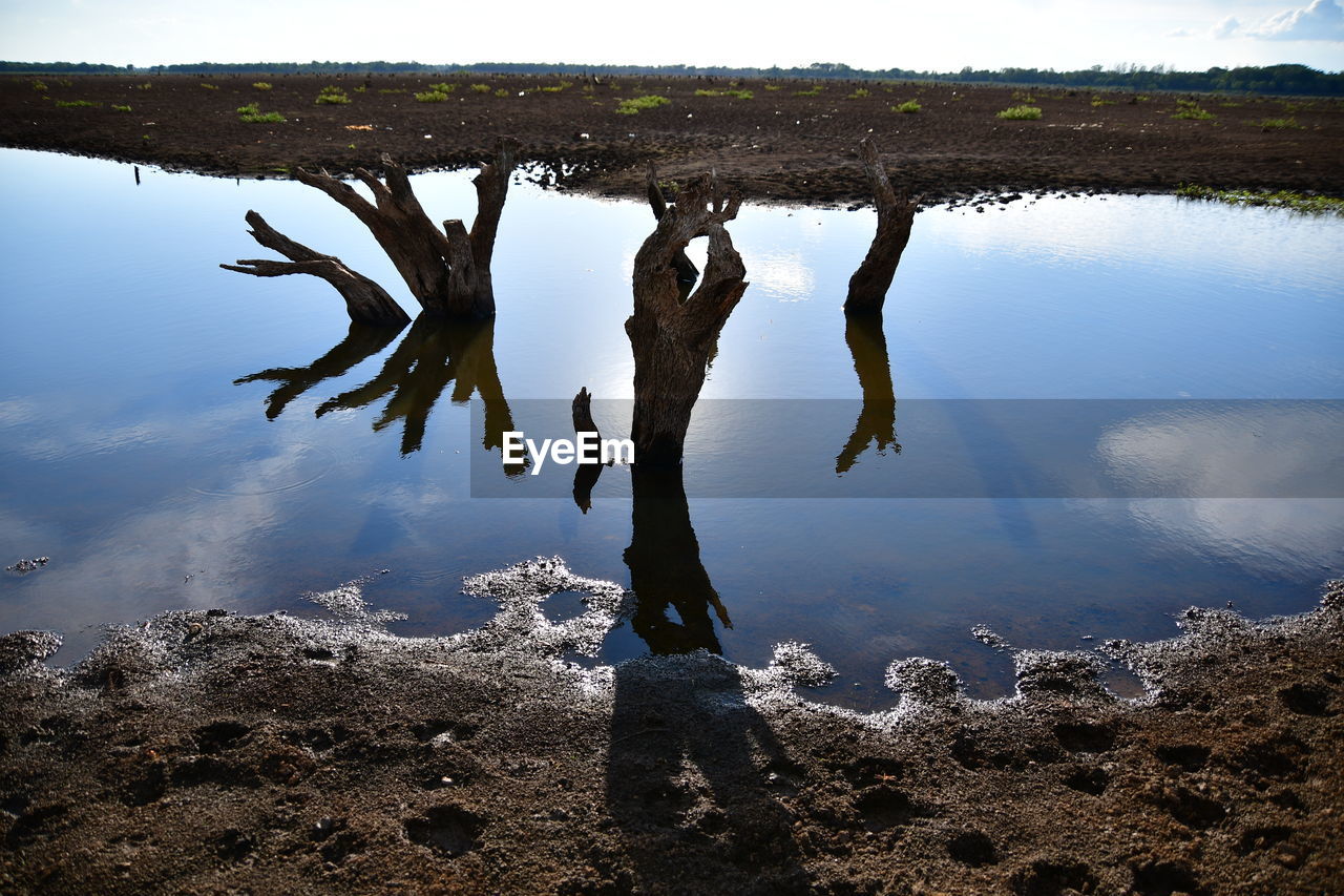 HIGH ANGLE VIEW OF DRIFTWOOD ON SHORE