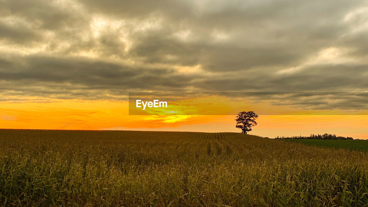 sky, landscape, environment, cloud, sunset, field, plant, land, horizon, rural scene, beauty in nature, agriculture, nature, scenics - nature, crop, dramatic sky, cereal plant, prairie, horizon over land, tranquility, plain, grassland, dusk, tree, tranquil scene, sunlight, growth, orange color, grass, barley, cloudscape, summer, no people, gold, food, idyllic, sun, urban skyline, outdoors, back lit, yellow, vibrant color, rapeseed, farm, moody sky, twilight, non-urban scene, multi colored, sunbeam, atmospheric mood, meadow, rural area, environmental conservation, silhouette, storm, wheat, corn, single tree, social issues, springtime, flower, copy space, freshness, hill