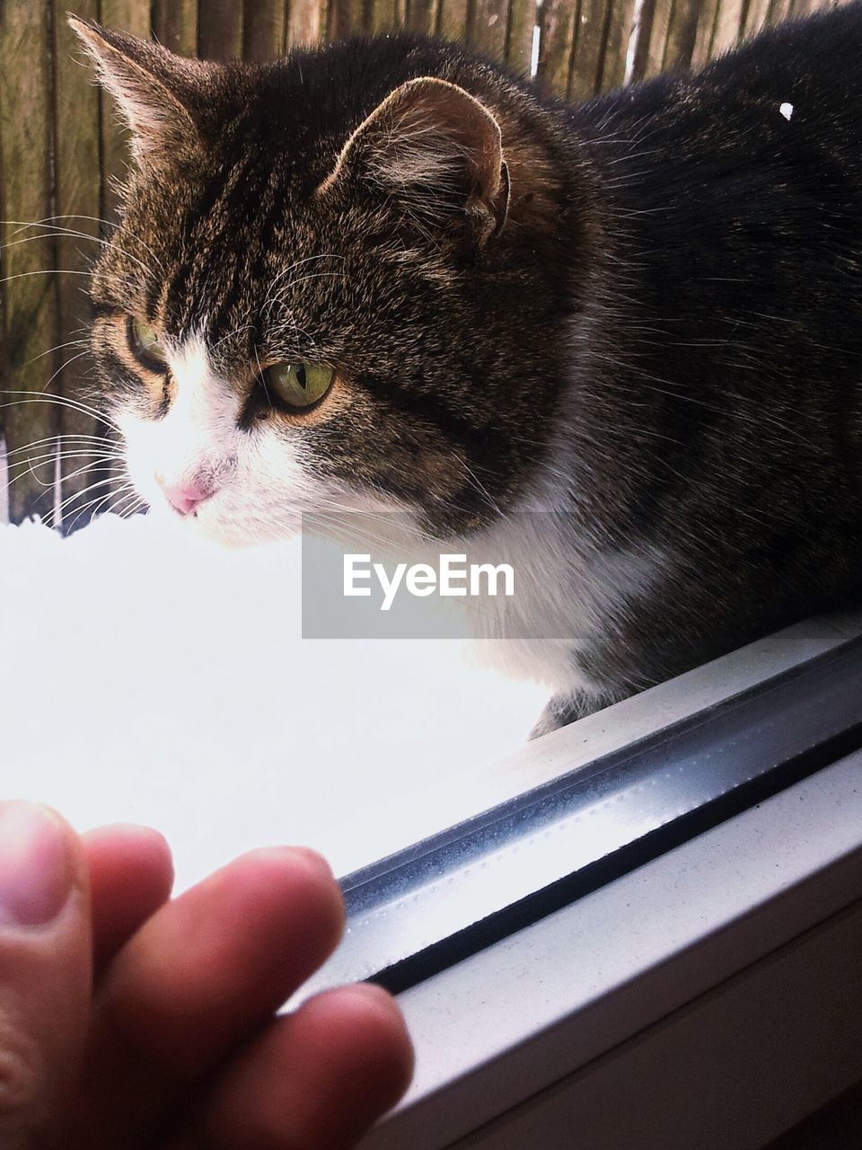 Cropped image of person by against cat on window sill