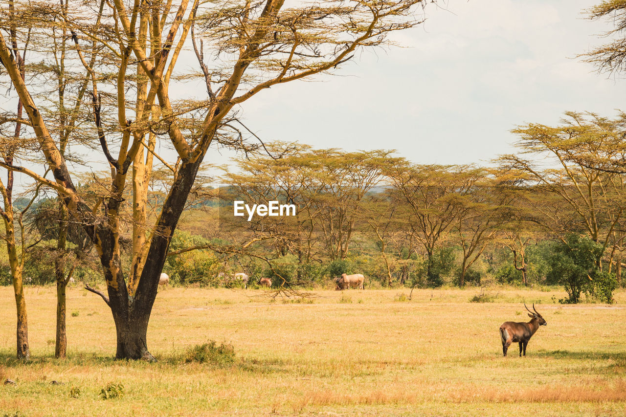 A waterbuck and buffaloes grazing in the wild at soysambu conservancy in naivasha, kenya