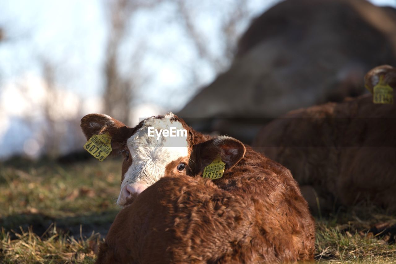 Veal glimpsing over the shoulder 