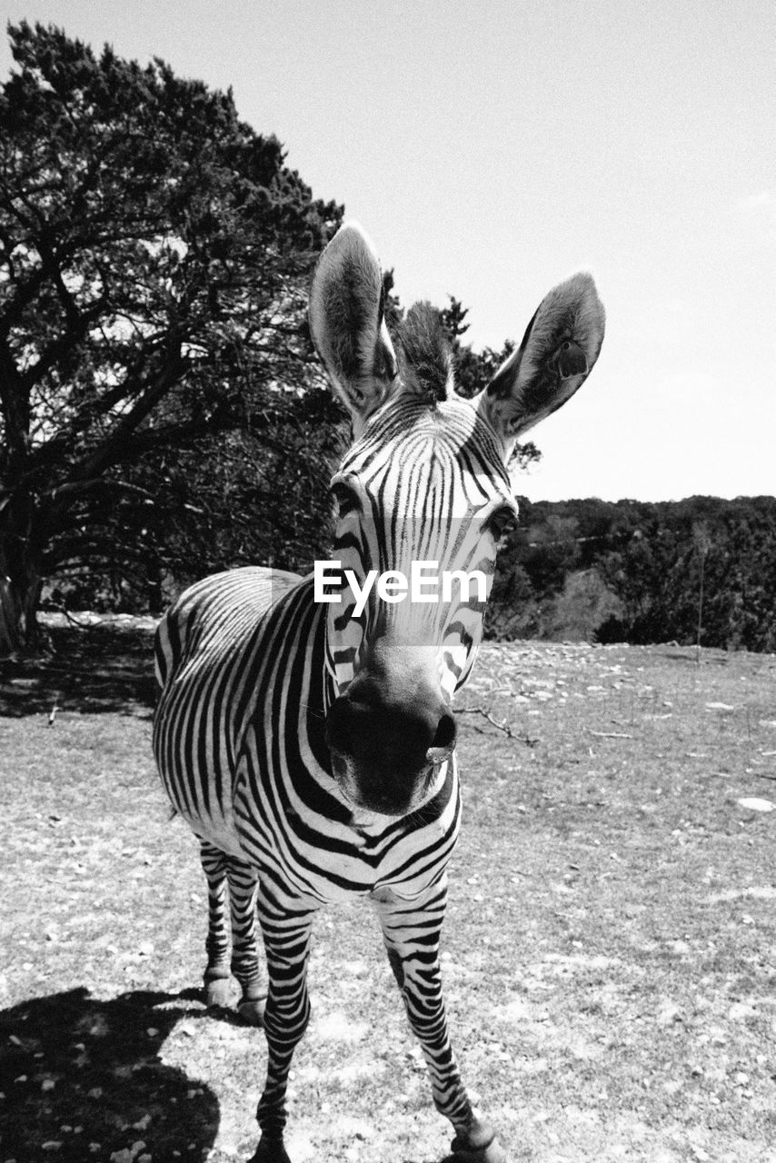 Portrait of captive zebra