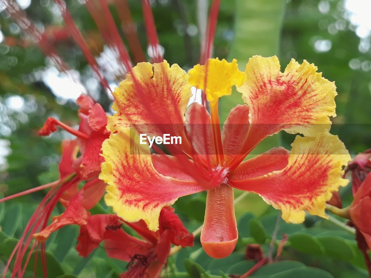 CLOSE-UP OF DAY LILY BLOOMING OUTDOORS