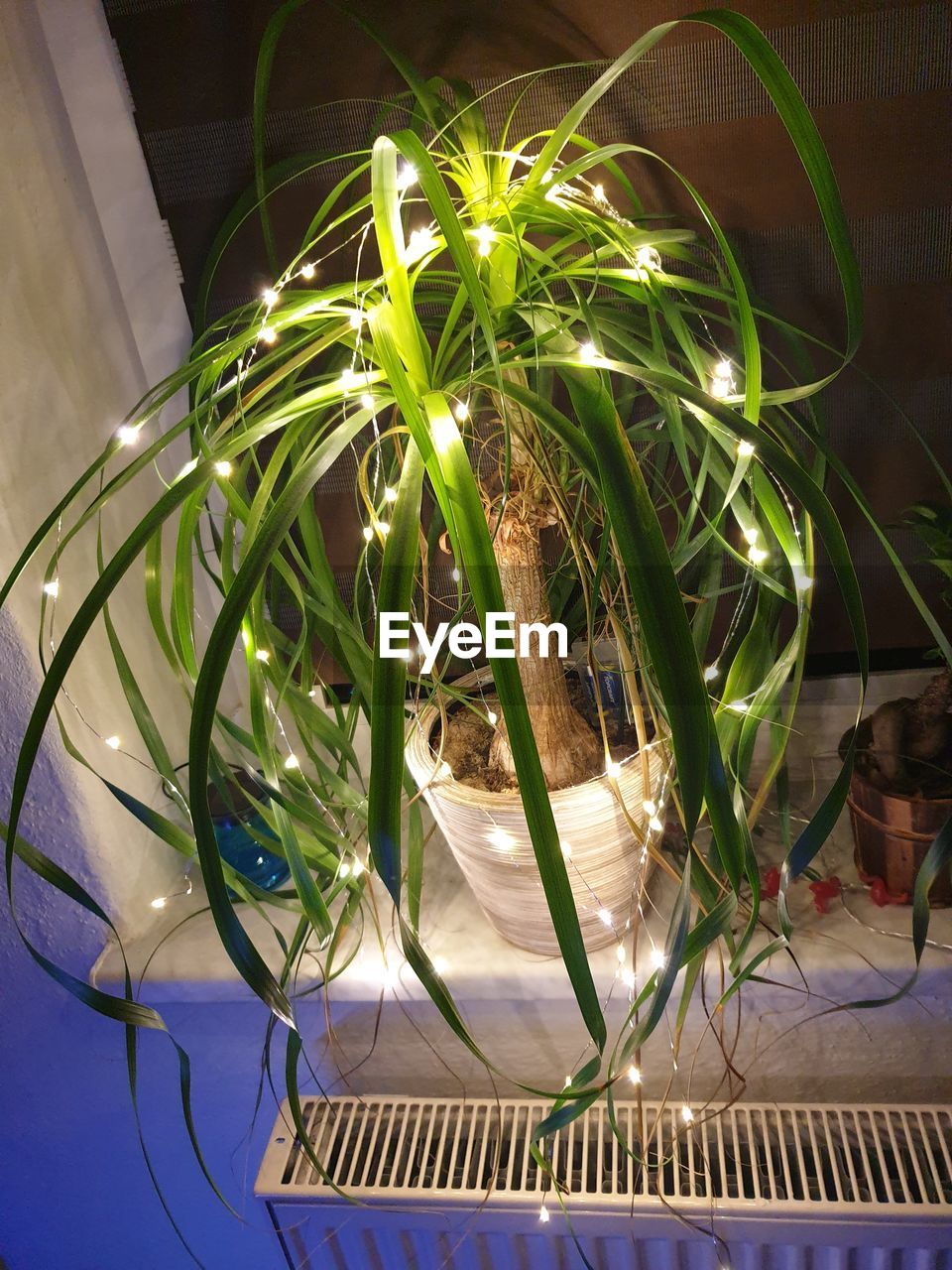 CLOSE-UP OF POTTED PLANT ON TABLE AGAINST ILLUMINATED WALL