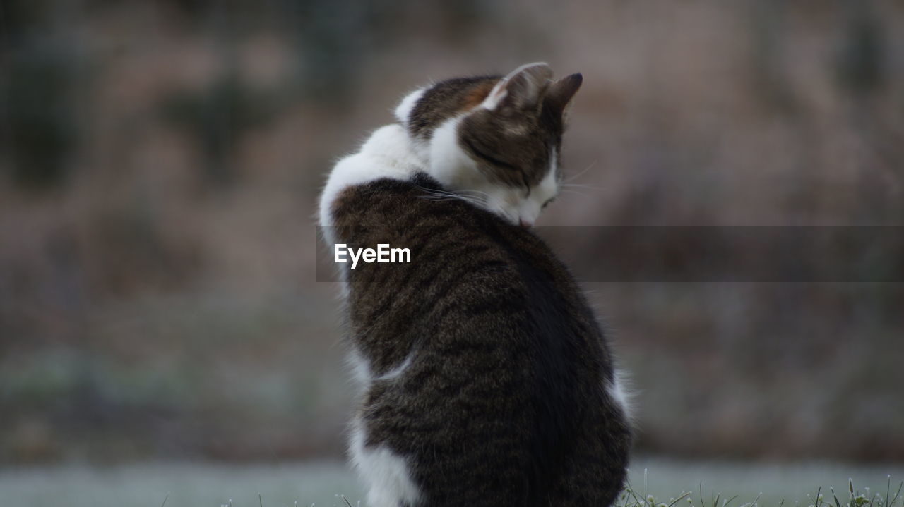 Close-up of cat cleaning itself