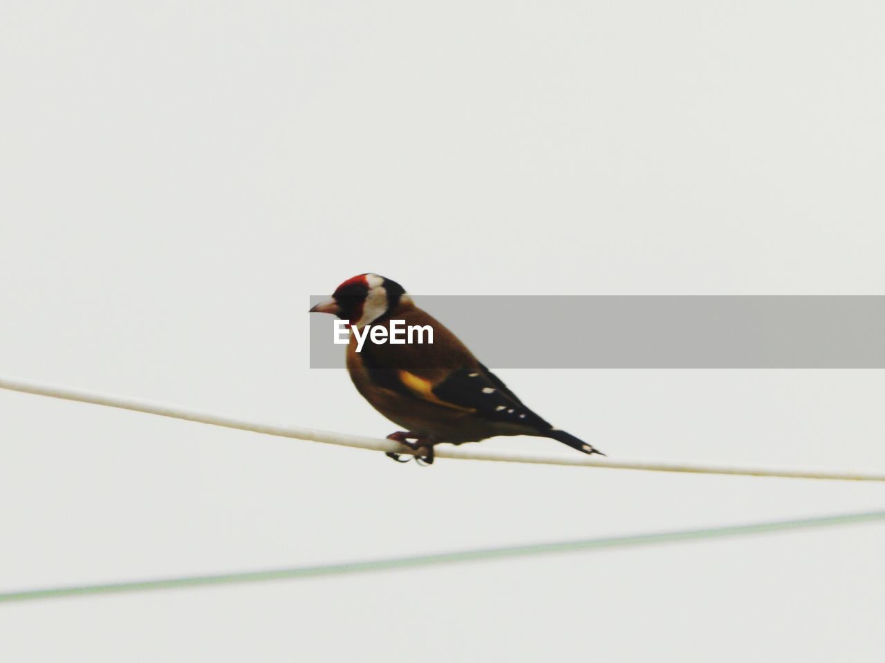 CLOSE-UP OF BIRD PERCHING ON WHITE SURFACE