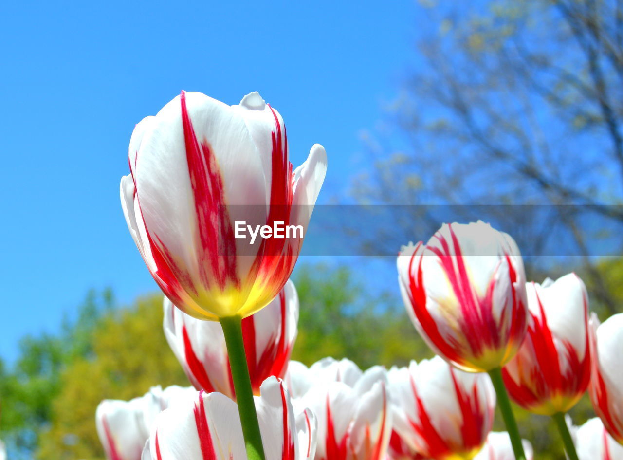 Close-up of red flowers