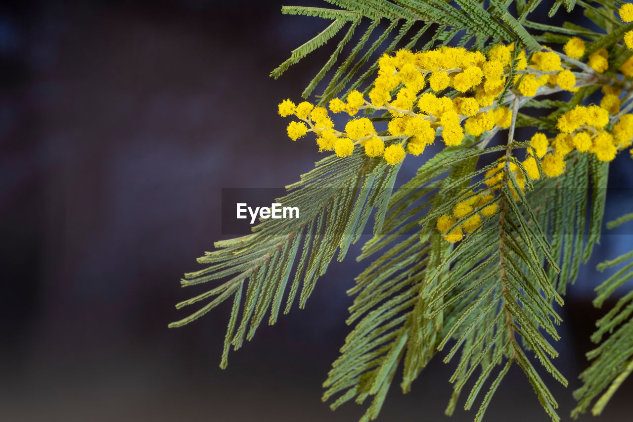 Close-up of yellow flowering plant