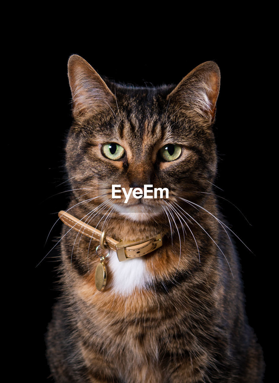 Close-up portrait of cat against black background