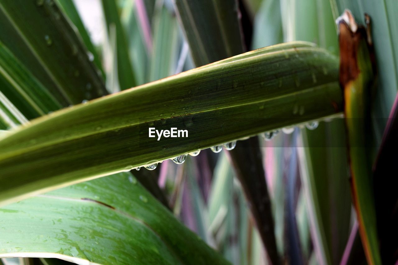 Close-up of water drops on leaves against blurred background