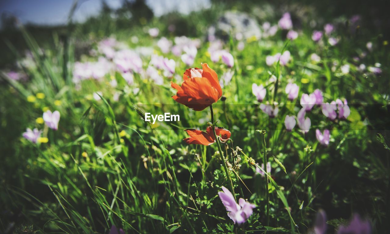 Close-up of red poppy growing outdoors