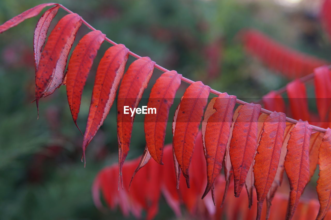 Close-up of red flowering plant