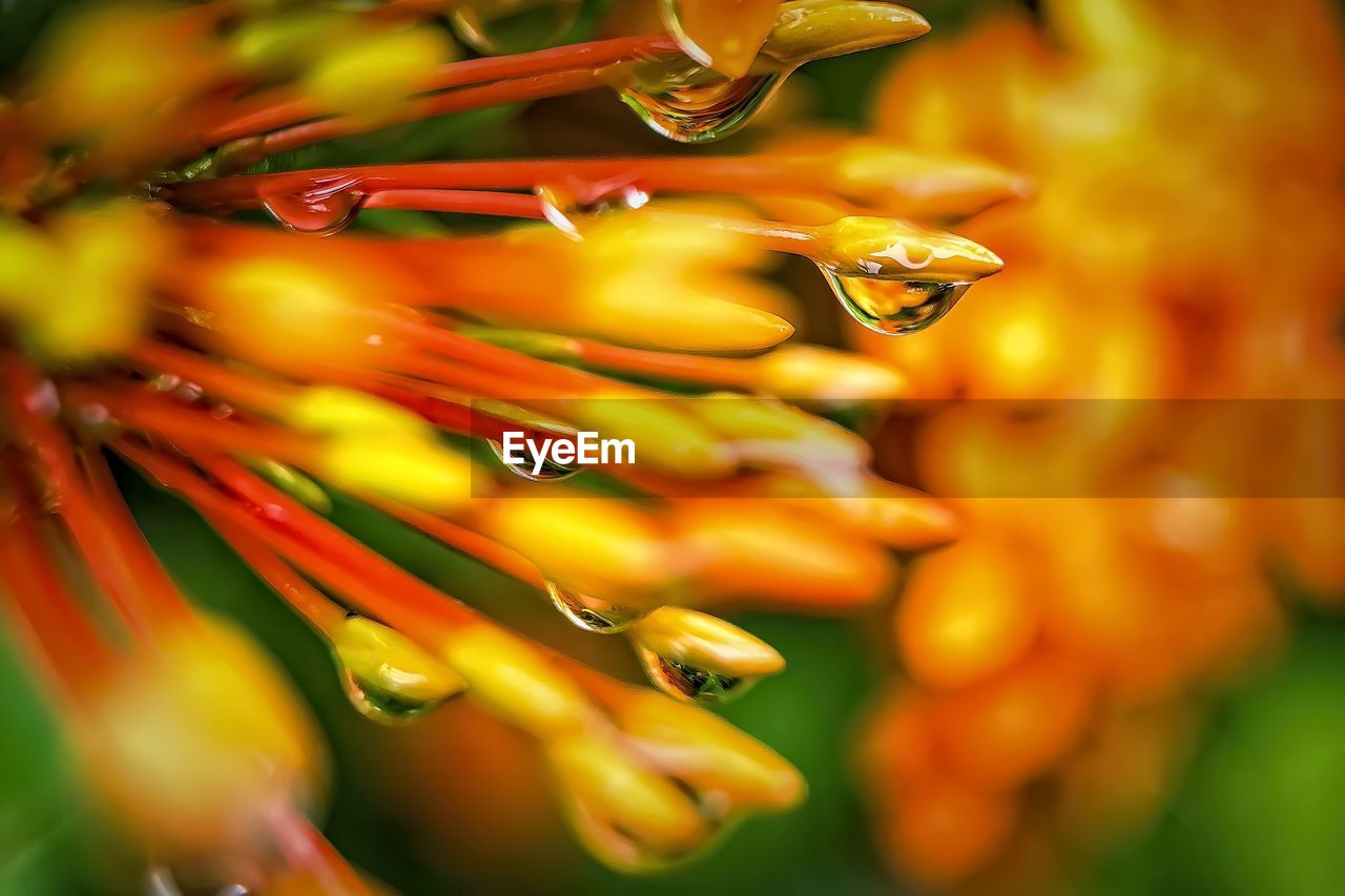 CLOSE-UP OF ORANGE FLOWER