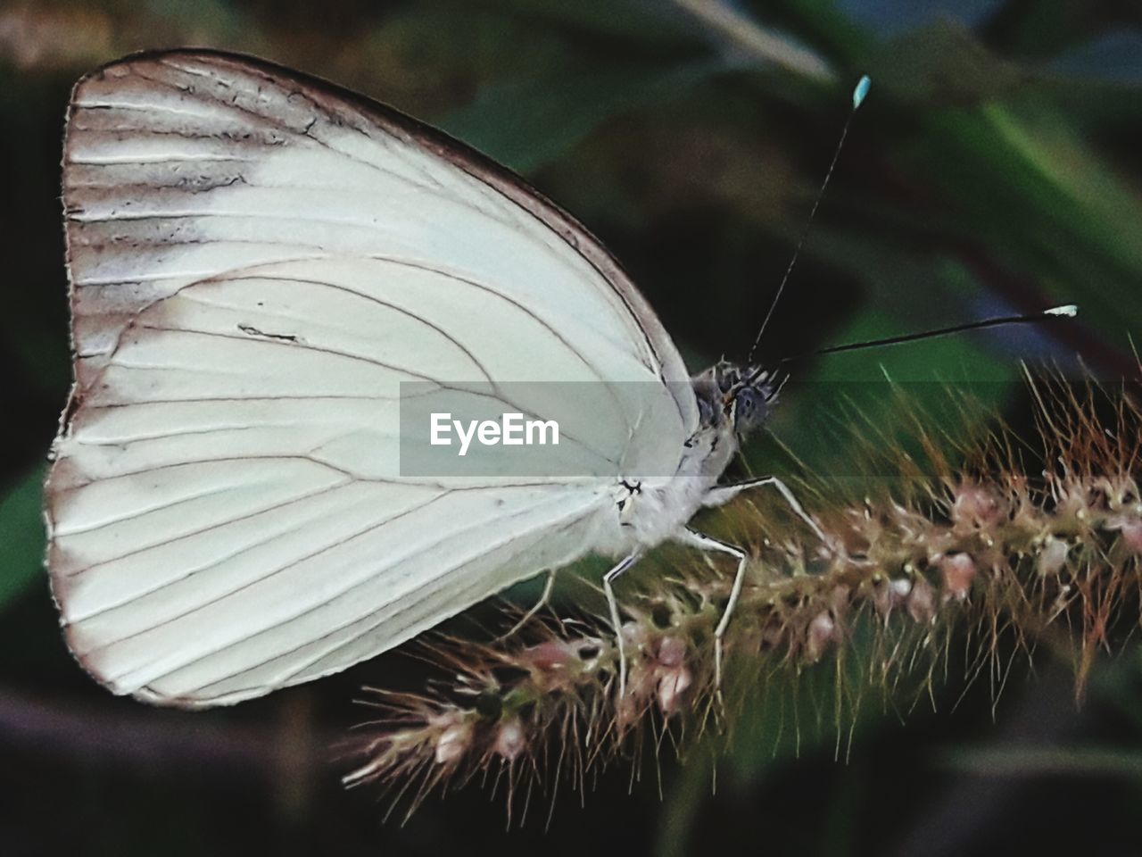 CLOSE-UP OF BUTTERFLY POLLINATING ON PLANT