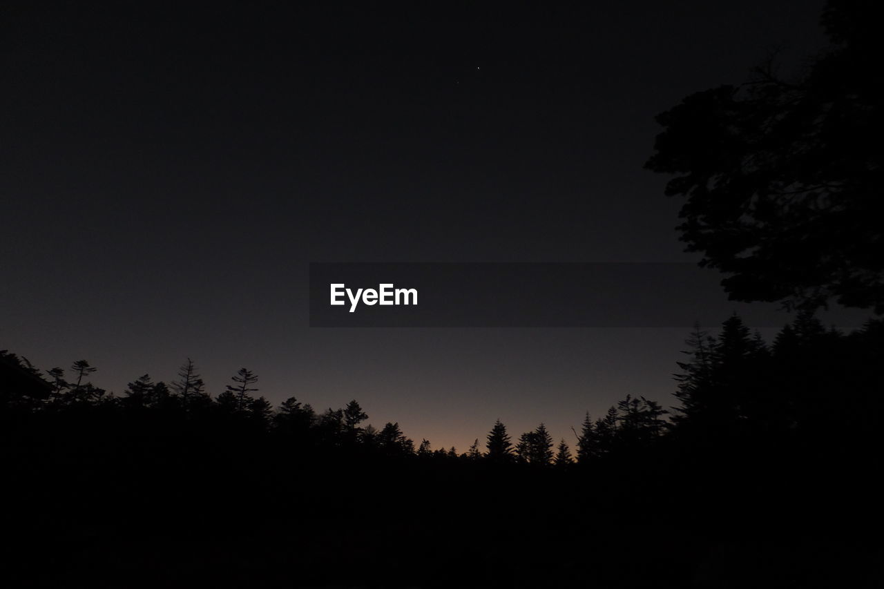 Low angle view of silhouette trees against clear sky at night