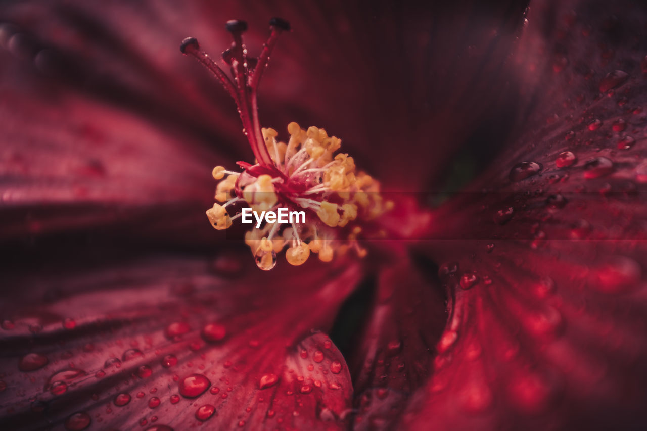 Close-up of raindrops on red flower