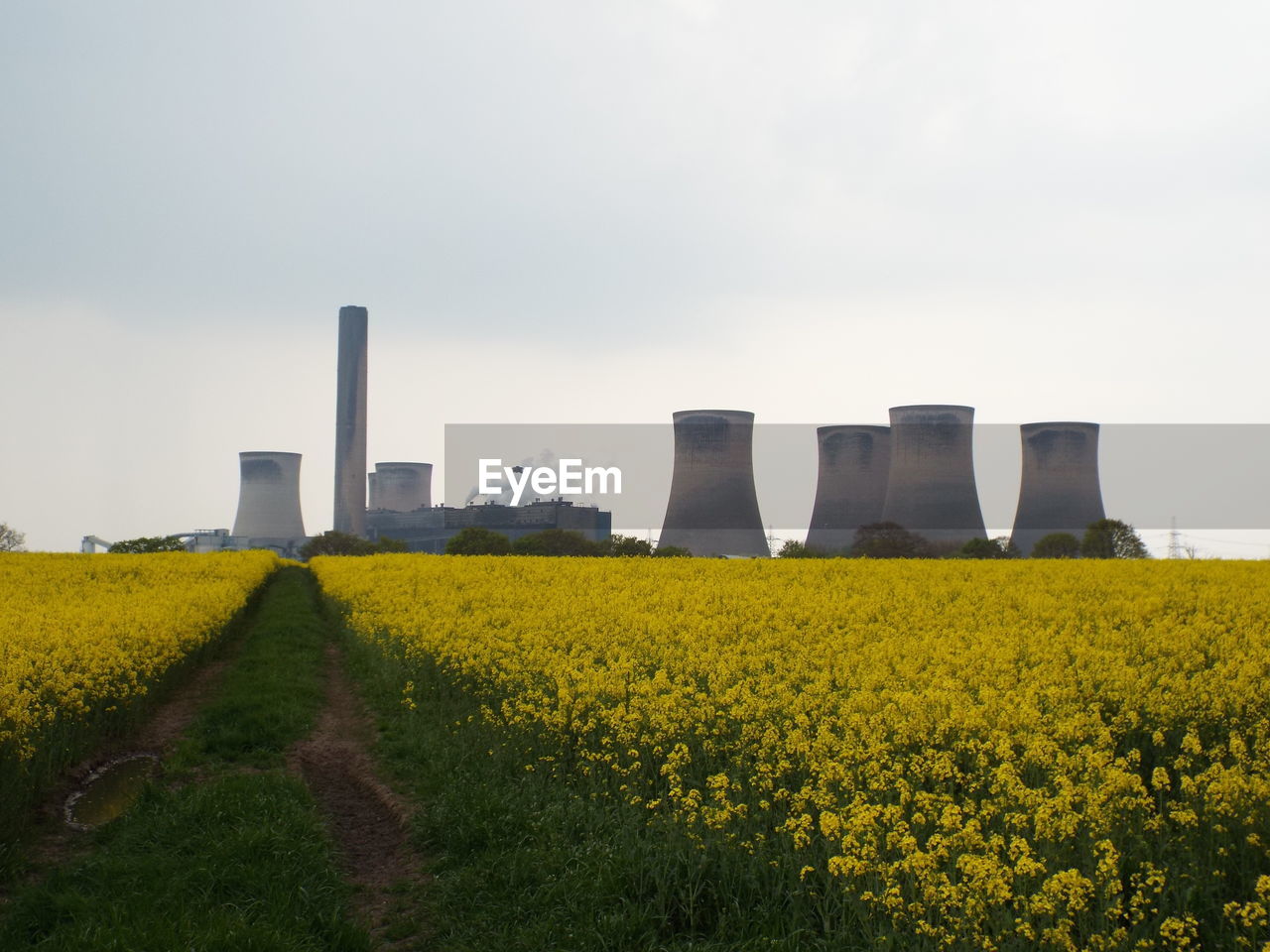 Yellow flowers growing in field