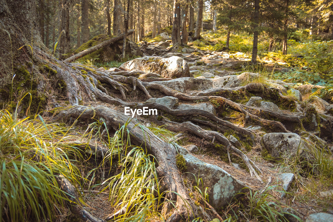 Pine trees in forest