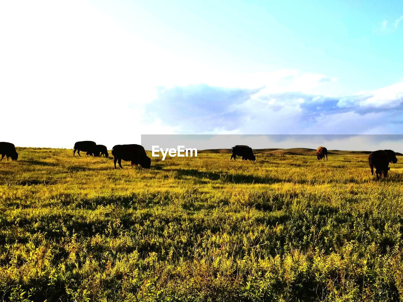 SCENIC VIEW OF SHEEP ON FIELD