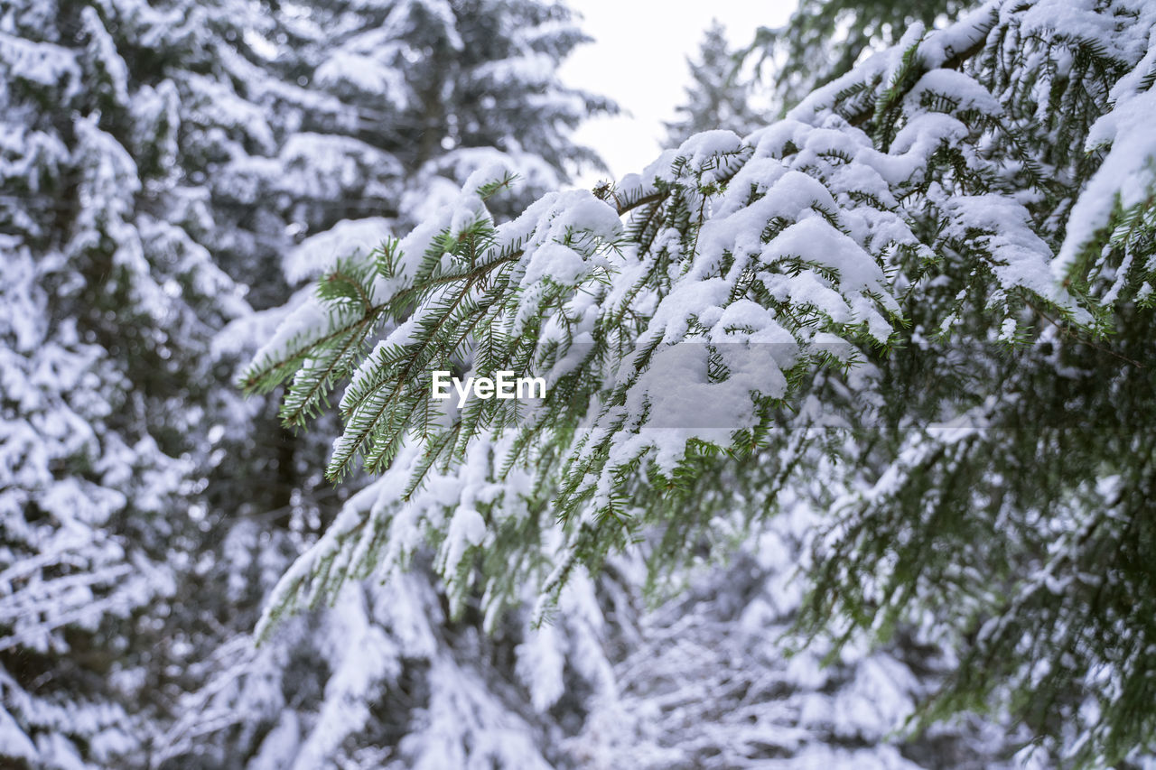 snow, cold temperature, winter, plant, tree, branch, nature, coniferous tree, pine tree, pinaceae, beauty in nature, frozen, frost, no people, fir, white, spruce, freezing, day, land, forest, environment, growth, tranquility, pine woodland, outdoors, fir tree, scenics - nature, close-up, ice, evergreen tree, non-urban scene, green, focus on foreground, woodland, tranquil scene