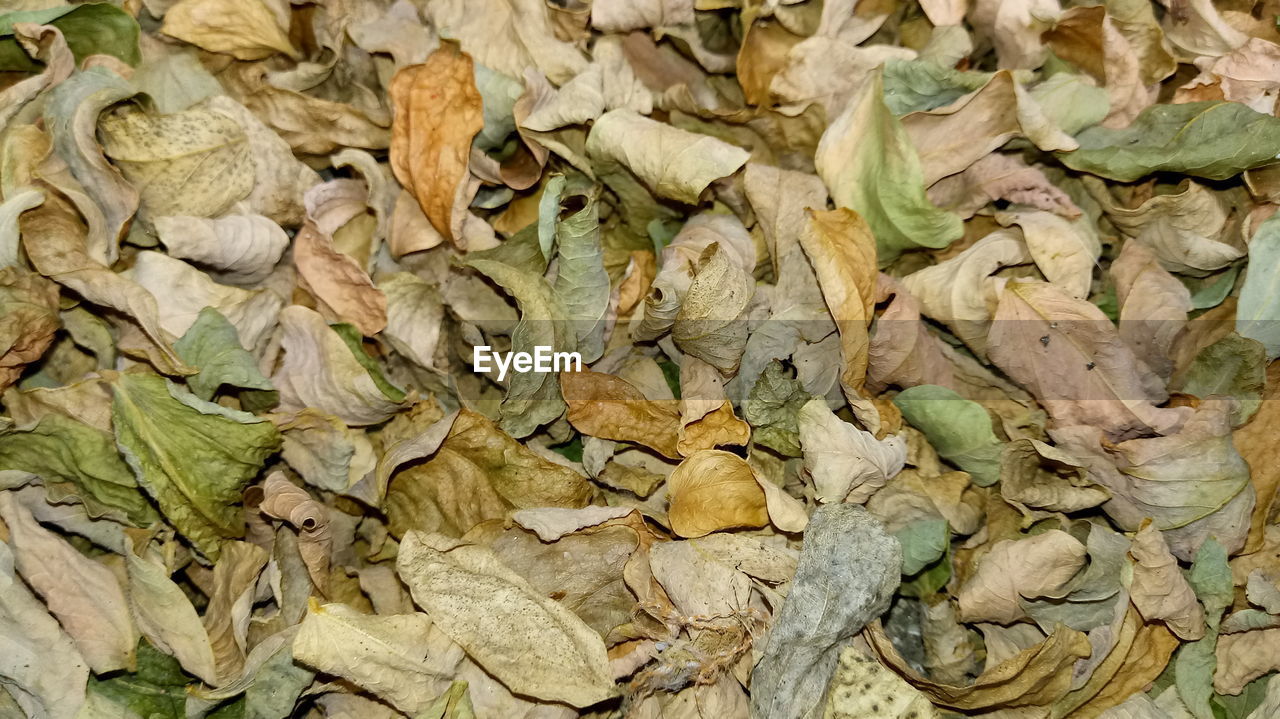 HIGH ANGLE VIEW OF DRIED LEAVES