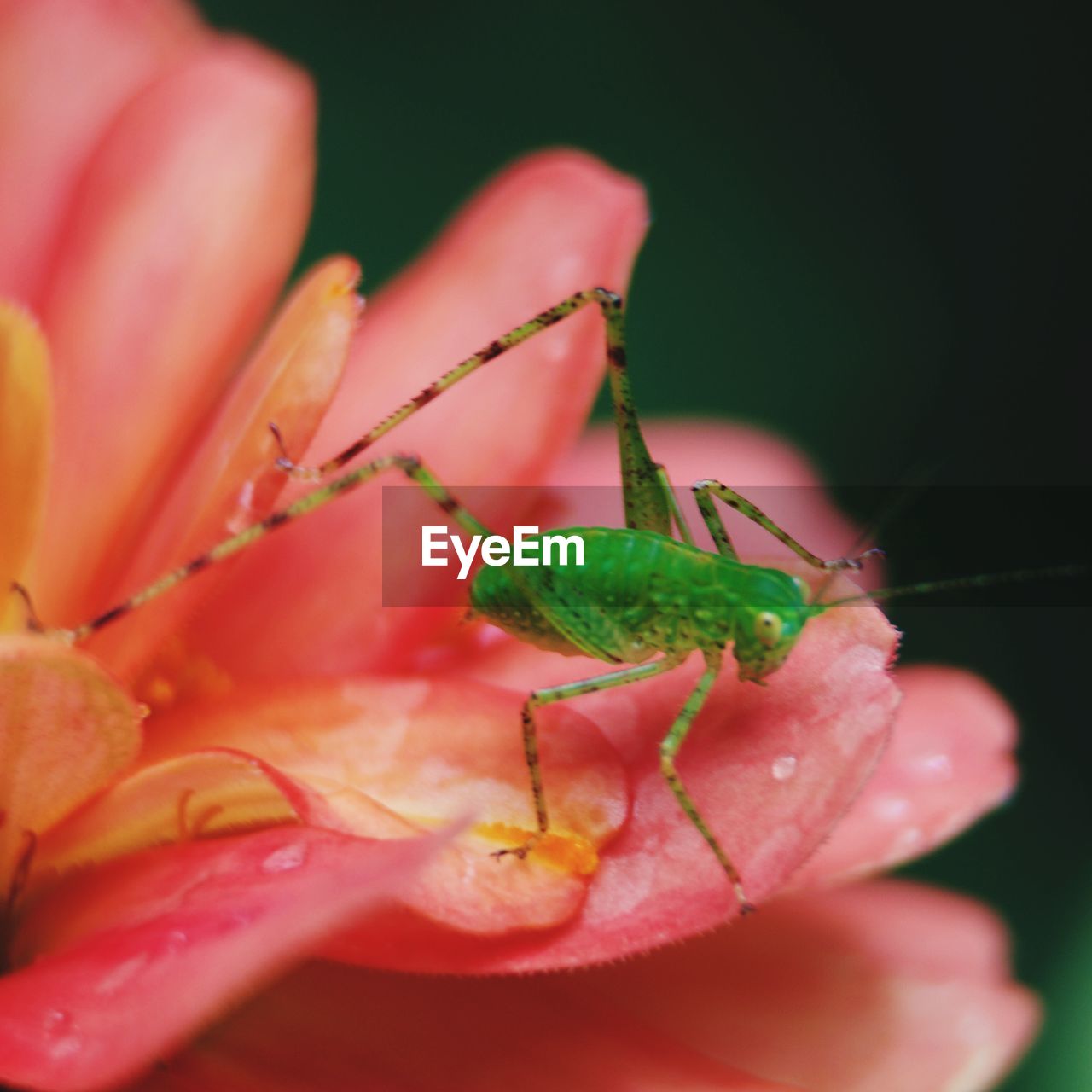 Detail shot of insect on flower