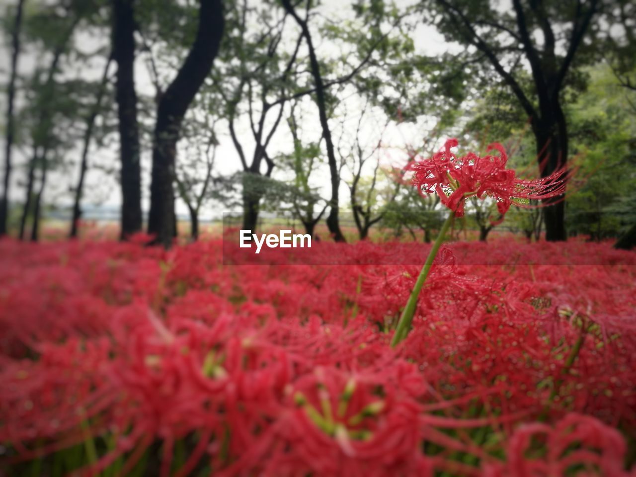 RED FLOWERS BLOOMING OUTDOORS