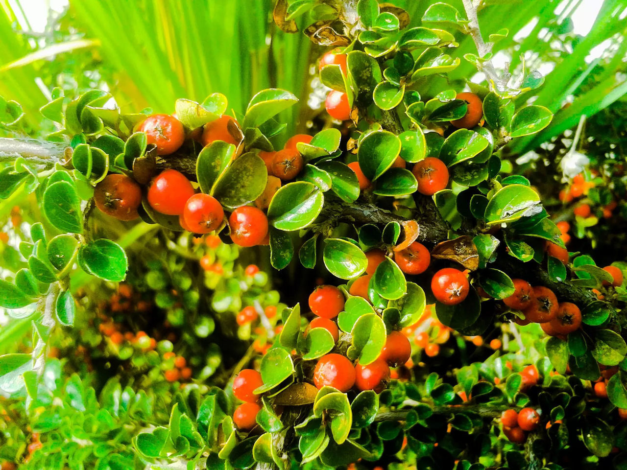 CLOSE-UP OF FRUITS ON TREE