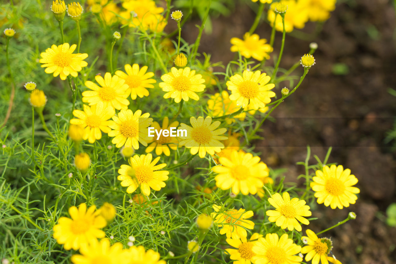 HIGH ANGLE VIEW OF YELLOW FLOWERING PLANTS