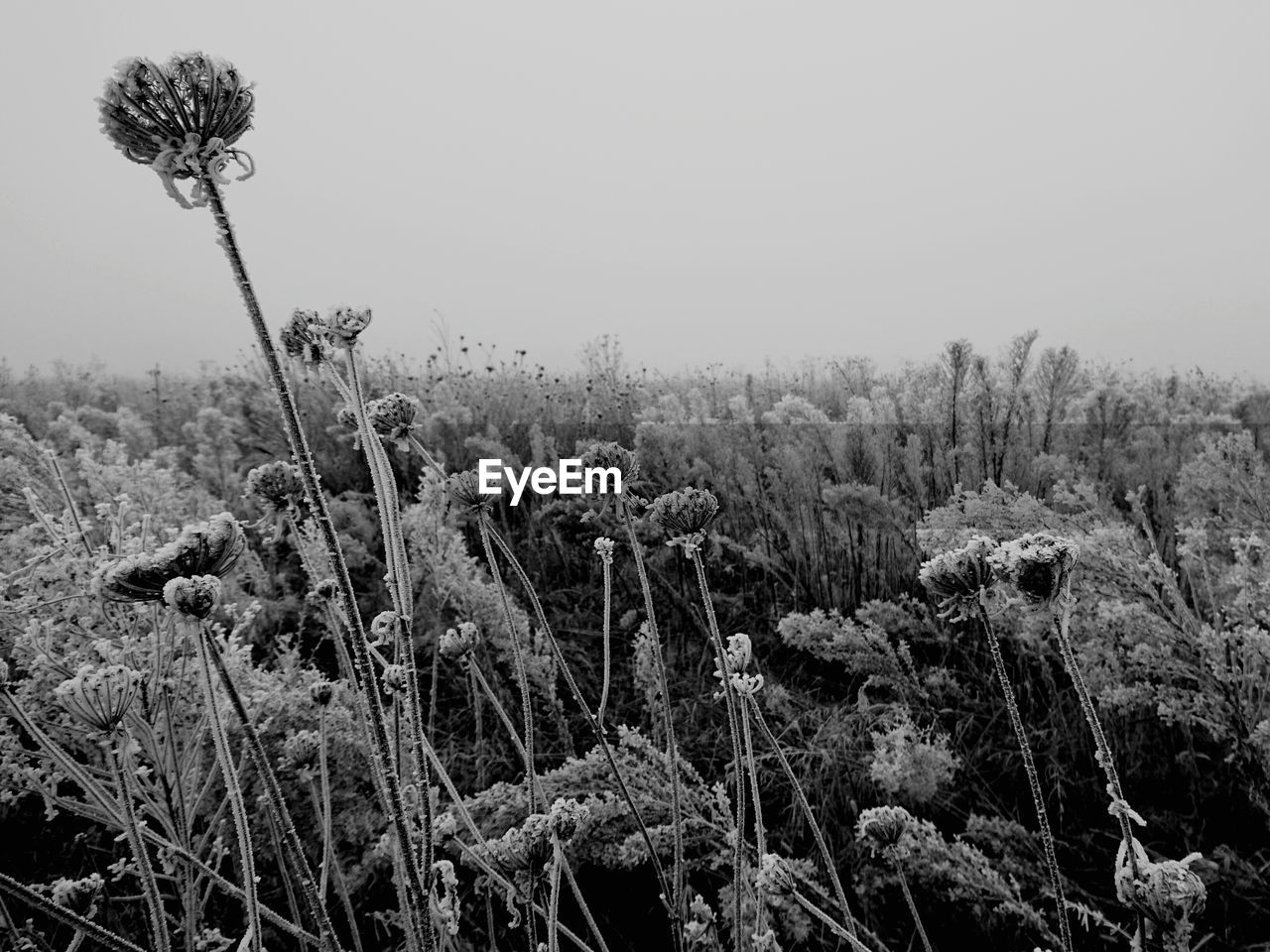 Close-up of plants growing on field against sky