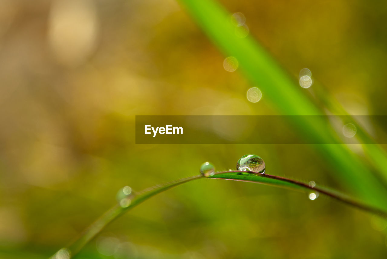 CLOSE-UP OF RAINDROPS ON PLANT