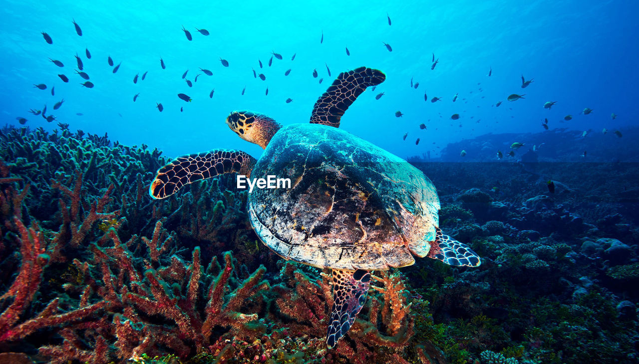 Turtle swimming in sea