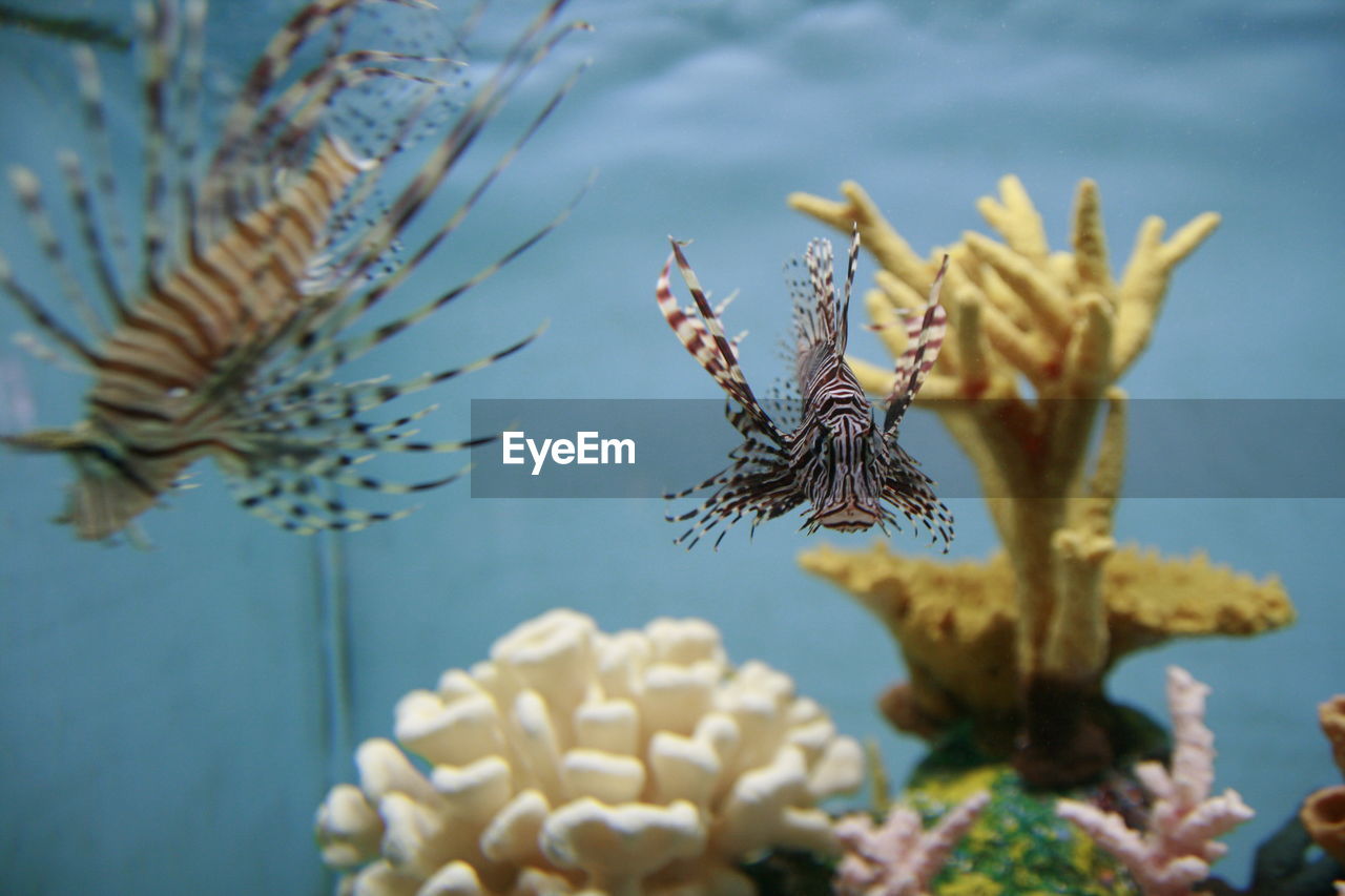 Close-up of lionfishes swimming in tank at aquarium