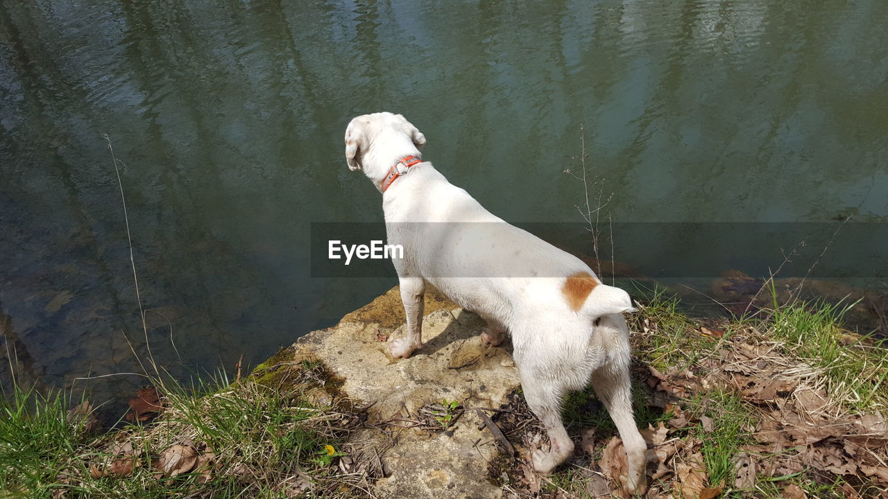 High angle view of dog standing at lakeshore