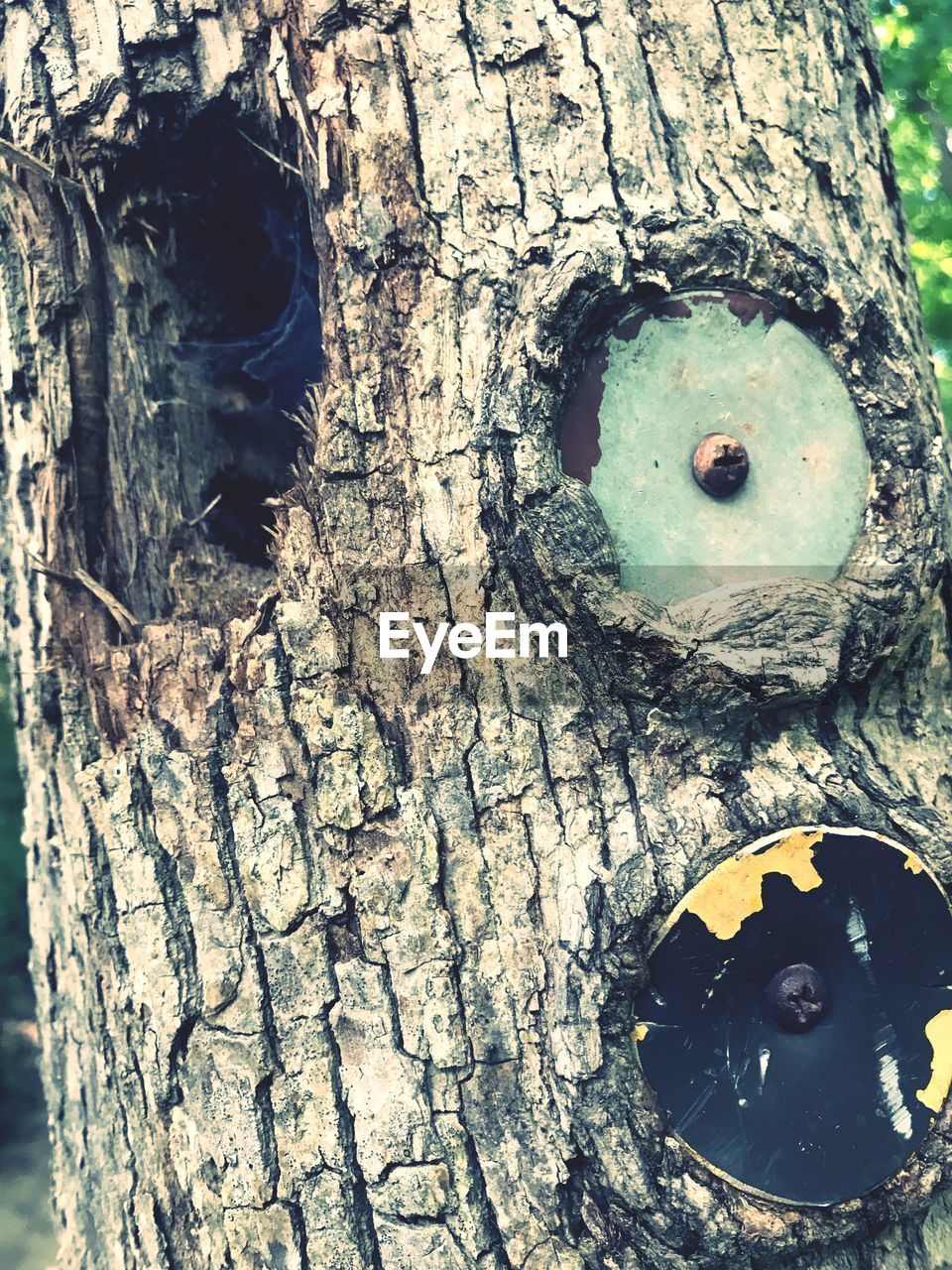 CLOSE-UP OF TREE TRUNK IN HOLE